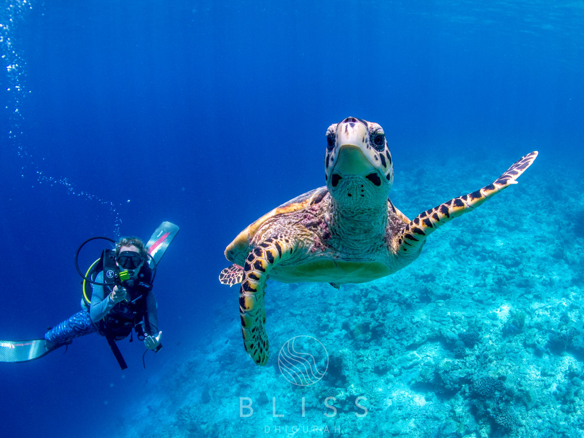 Diving in Maldives